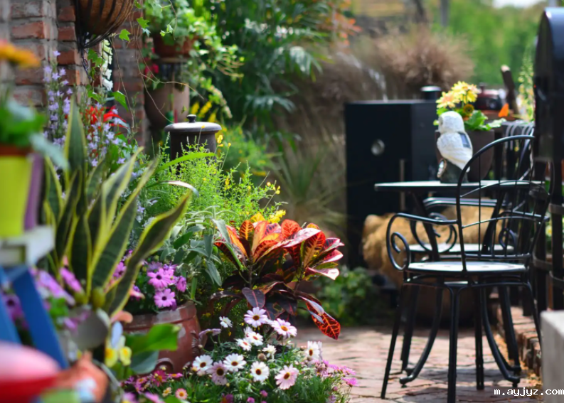 俊美琪丨做庭院的守护者，享受醉美时光！